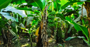 Warga Heboh! Pemuda Banyuwangi Temukan Uang di Bawah Pohon Pisang