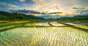 Berita Heboh!!Petani asal Depok ini menemukan tumpukan harta karun saat mengarap Sawah