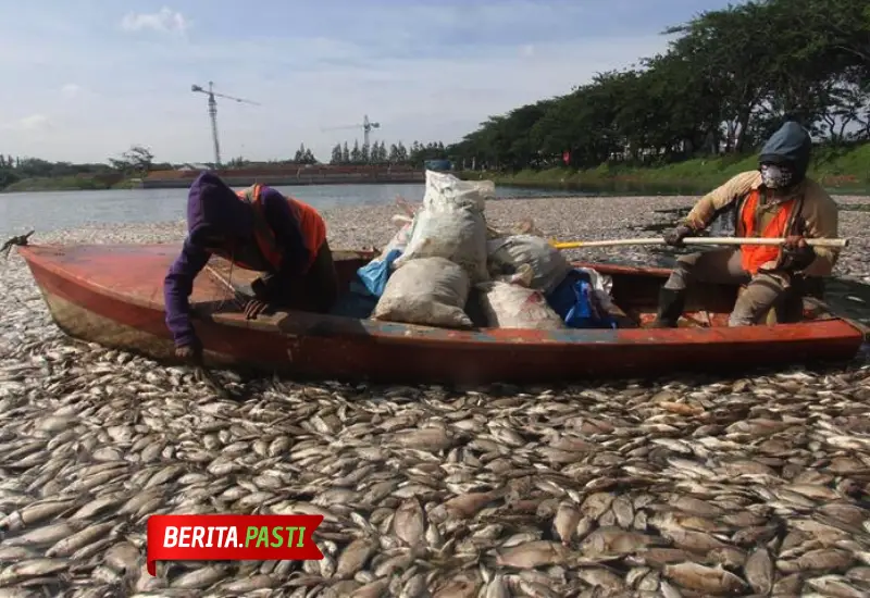 Efek naiknya lumpur di danau toba menyebabkan ikan keramba masyarkat menjadi mati